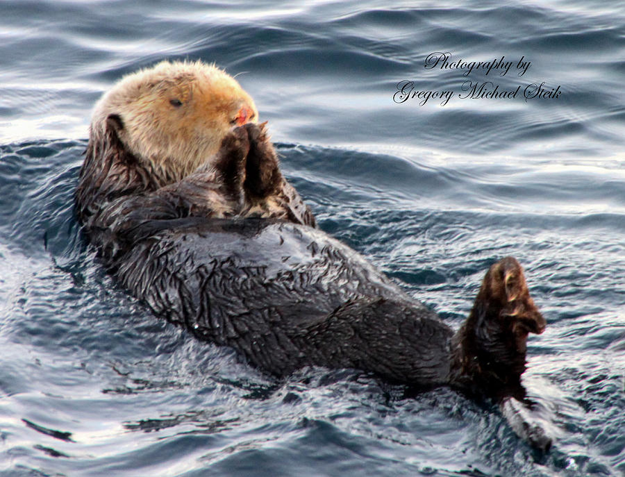 Sea Otter 2 Photograph by Safe Haven Photography Northwest - Fine Art ...