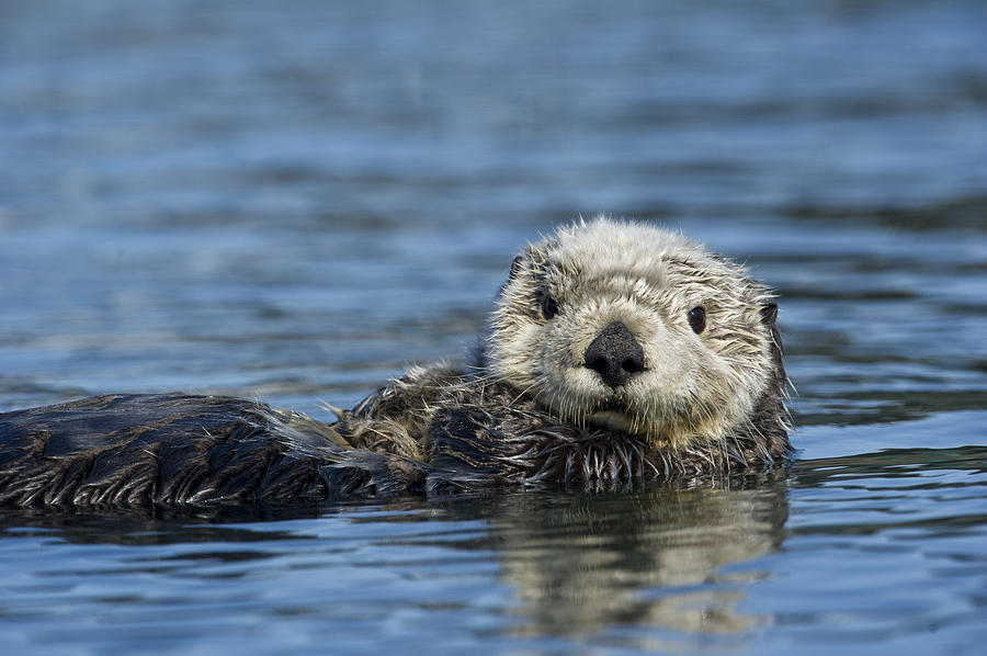 Animal Photograph - Sea Otter Alaska by Michael Quinton