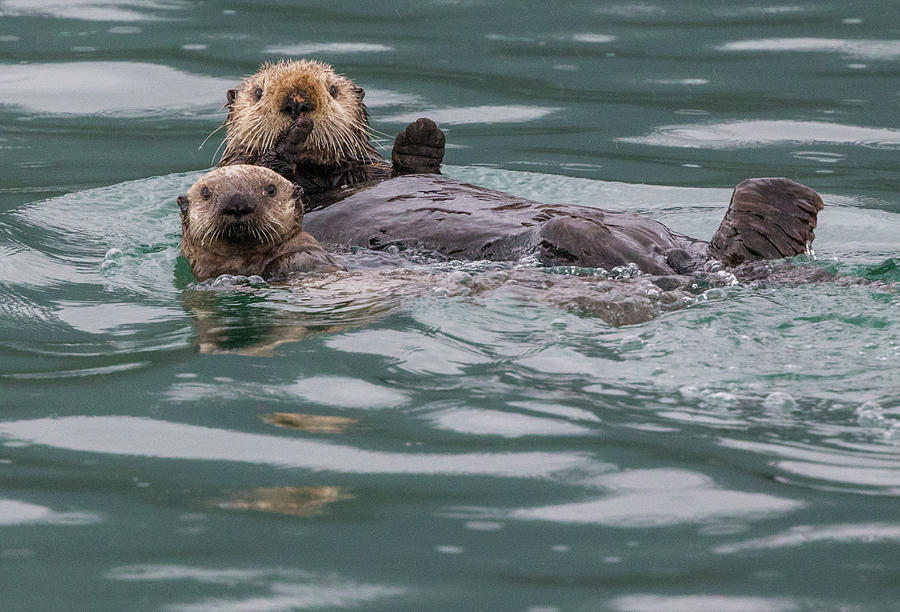 Sea Otter And Pup, Icy Strait, Alaska Photograph by Art Wolfe - Pixels