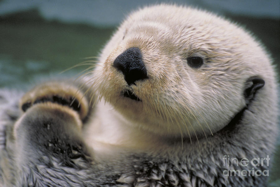 Sea Otter Photograph by Art Wolfe