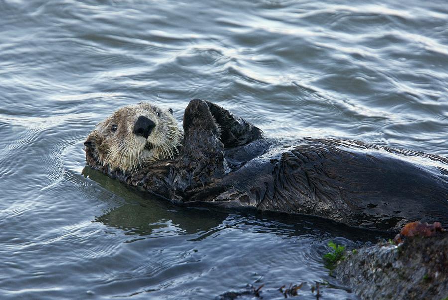Sea Otter Photograph by Bob Gibbons/science Photo Library