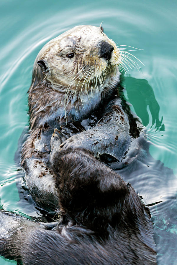 Sea Otter Enhydra Lutris Eating Photograph by Ray Bulson