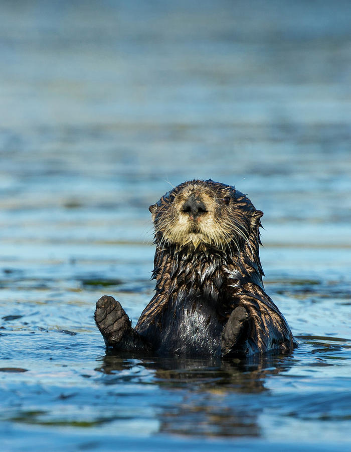 Sea Otter Enhydra Lutris Photograph by Josh Miller | Pixels