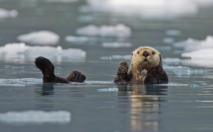 Sea Otter Enhydra Lutris Swims Photograph by Brian Guzzetti