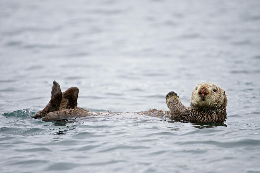 Sea Otter Photograph by Enrique R. Aguirre Aves