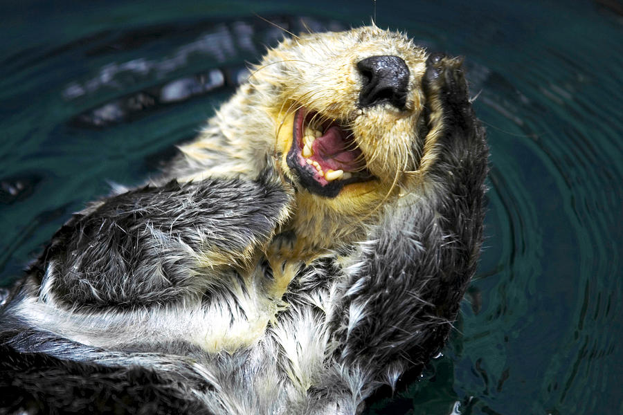 Wildlife Photograph - Sea Otter  by Fabrizio Troiani