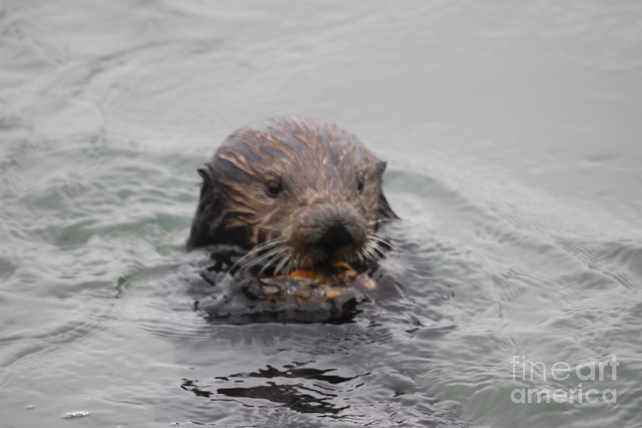 Otter Photograph - Sea Otter by George Battersby