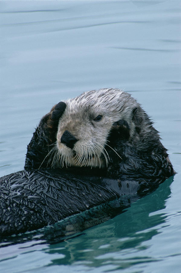 Sea Otter Grooming Photograph by Matthias Breiter