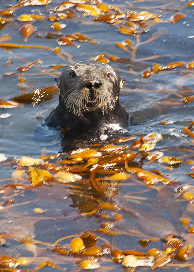 Sea Otter Photograph by Lee Kirchhevel