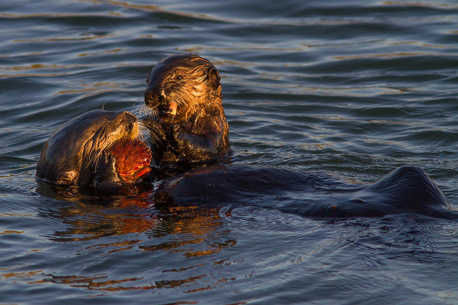 Sea Otter Mom And Pup Photograph by Don Baccus - Pixels