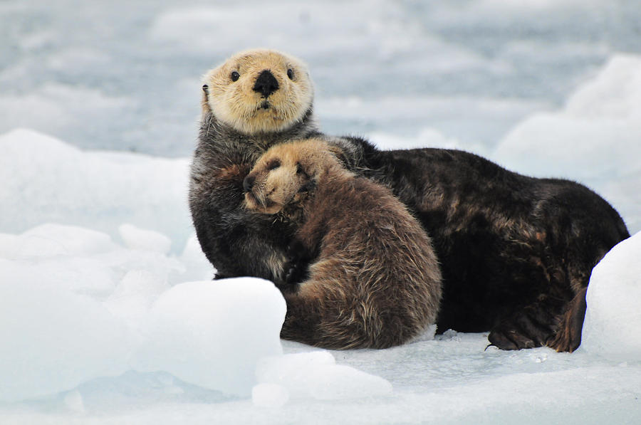Wildlife Photograph - Sea Otter Mother And Pup Rest On An Ice by Bill Rome