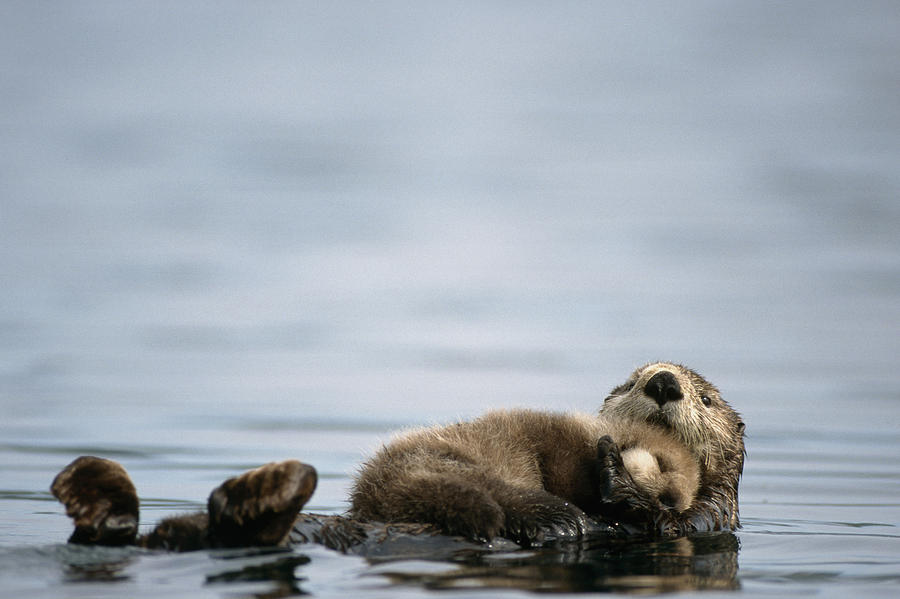 Sea Otter Mother Floating In Pws Photograph by Steven Kazlowski - Fine ...