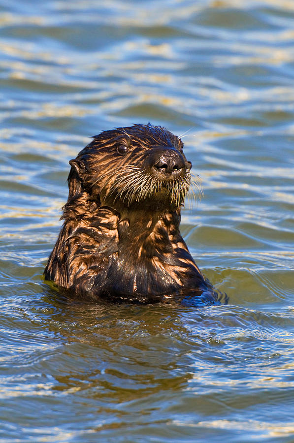 Sea Otter Pup Photograph by Thomas And Pat Leeson