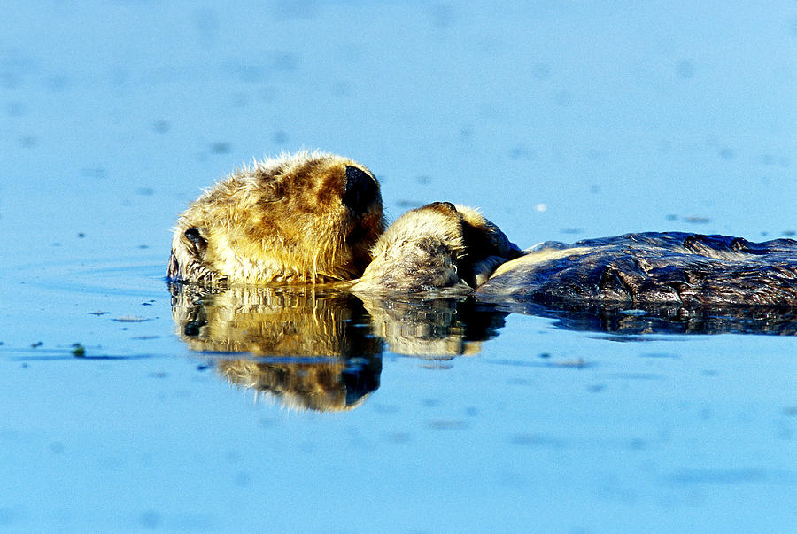 Sea Otter Sleeping Photograph by Richard Hansen