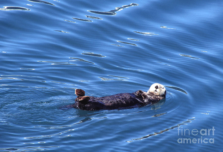 Sea Otter  Photograph by Thomas R Fletcher