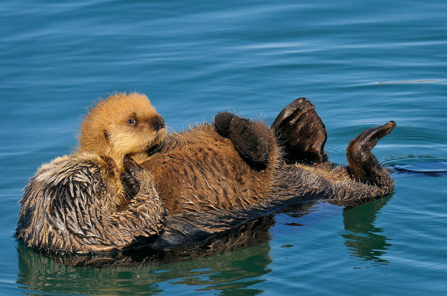 Sea Otter With Pup Photograph by Thomas And Pat Leeson - Pixels