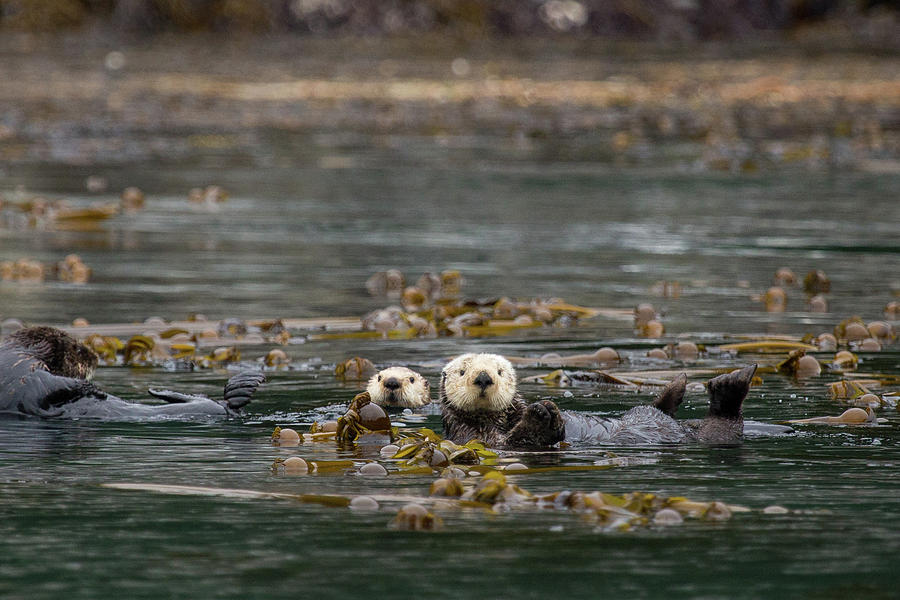 Sea Otters, Enhydra Lutris, Float Photograph by Erika Skogg