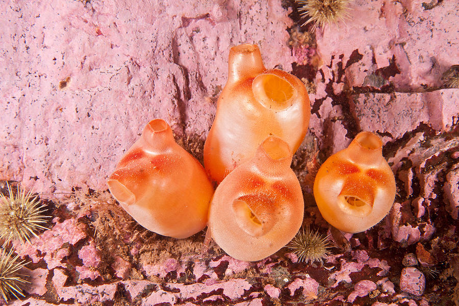 Sea Peach, A Tunicate Photograph by Andrew J. Martinez