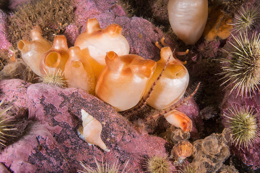 Sea Peaches, A Tunicate Photograph by Andrew J. Martinez