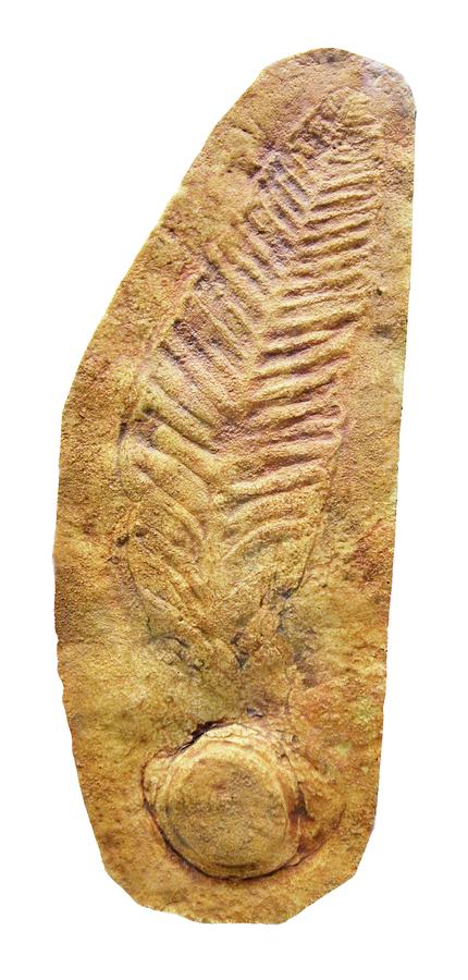 Sea Pen Fossil Photograph by Sinclair Stammers/science Photo Library