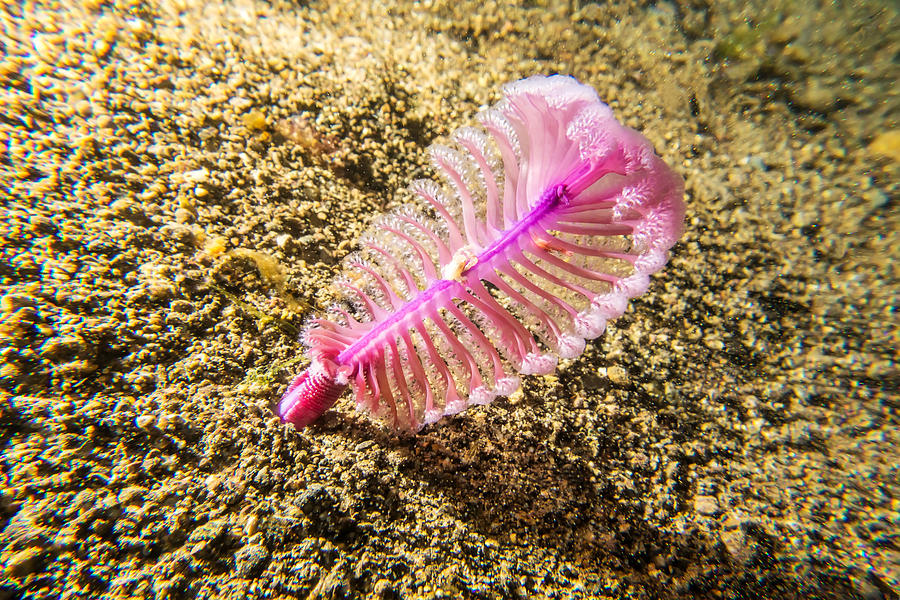 Sea Pen (Pennatulacea) in Indo-Pacific Ocean Photograph by JodiJacobson