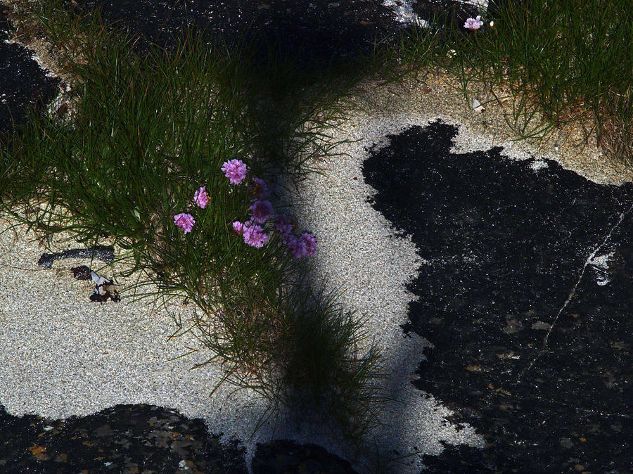 Flowers Photograph - Sea Pink by Steve Watson Flowers Photograph - Sea Pink by Steve Watson