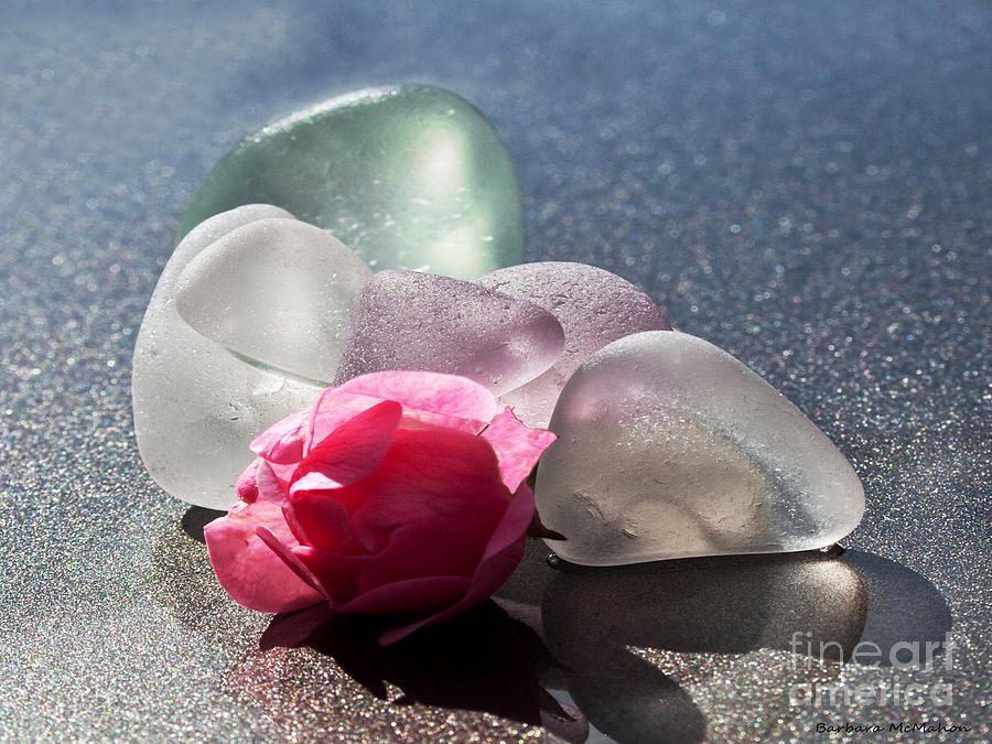 Sea Rose Photograph by Barbara McMahon