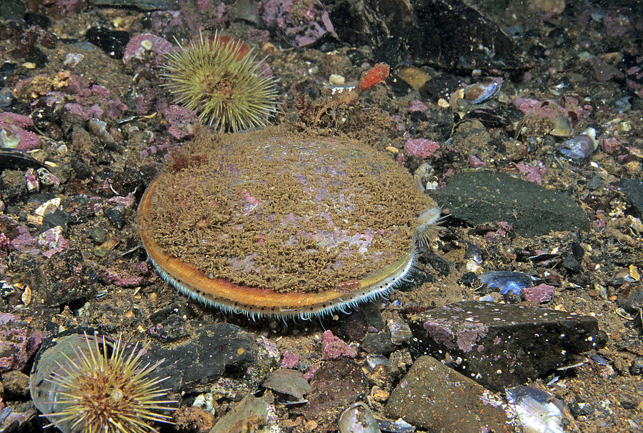 Sea Scallop Placopecten Magellanicus Photograph by Andrew J. Martinez ...