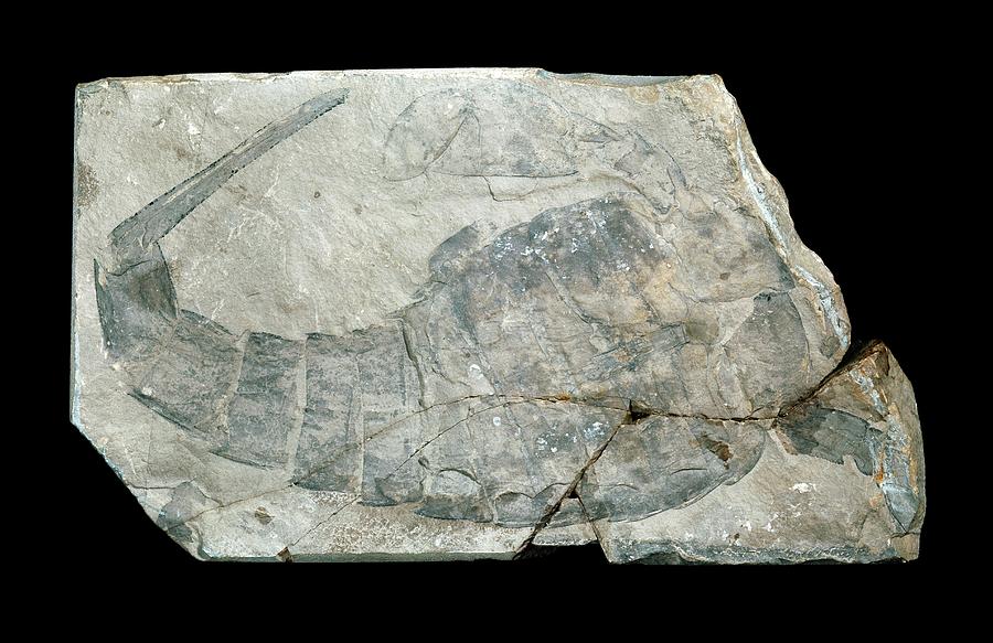 Wildlife Photograph - Sea Scorpian Fossil by Natural History Museum, London/science Photo Library