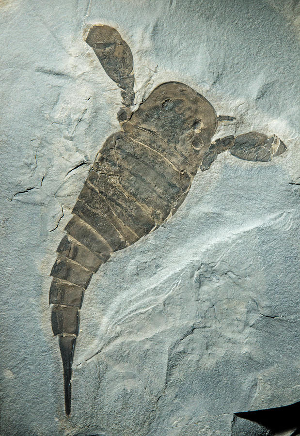 Sea Scorpion Fossil Photograph by Millard H. Sharp - Fine Art America