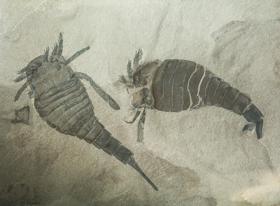 Sea Scorpion Fossils Photograph by Millard H. Sharp
