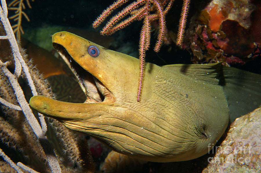 Green Moray Photograph - Serpent by Aaron Whittemore