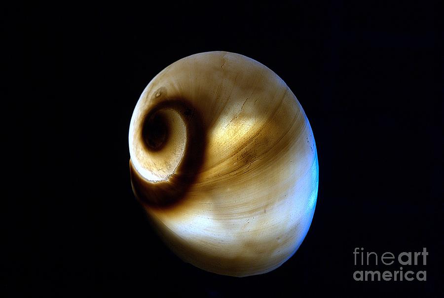 Snail shell Photograph by Amalia Suruceanu