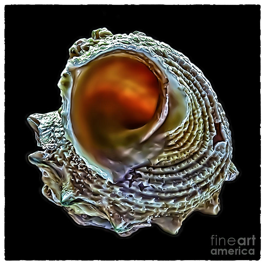 Sea Shell 2337 Photograph by Walt Foegelle