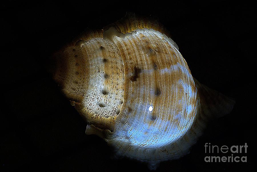 Sea shell 3 Photograph by Amalia Suruceanu