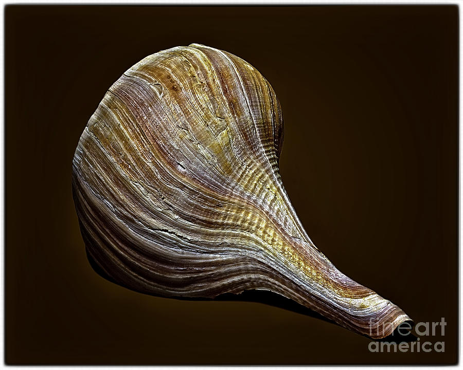 Sea Shell 3993 Photograph by Walt Foegelle
