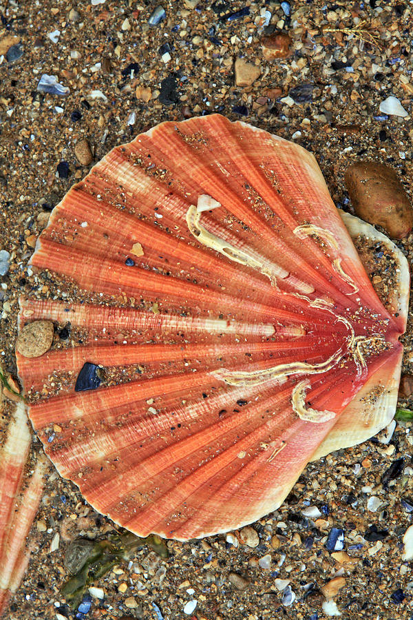 Sea Shell  Photograph by Aidan Moran
