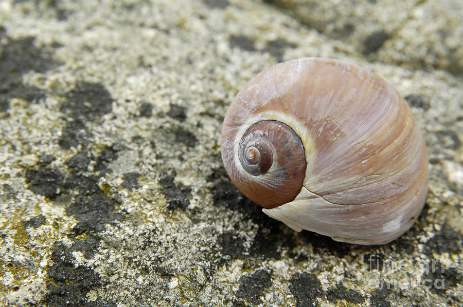 Sea Shell Photograph by Alana Ranney