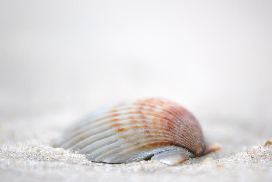 Sea Shell Photograph by Alex Grichenko