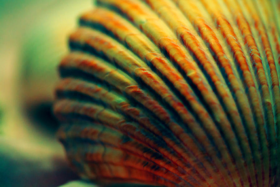 Sea Shell Art 1 Photograph by Bonnie Bruno