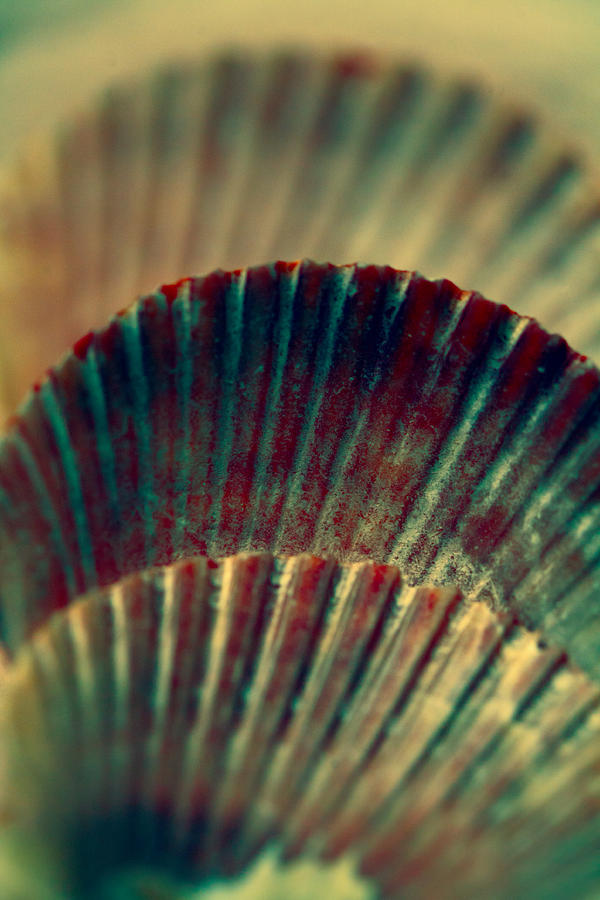 Sea Shell Art 2 Photograph by Bonnie Bruno