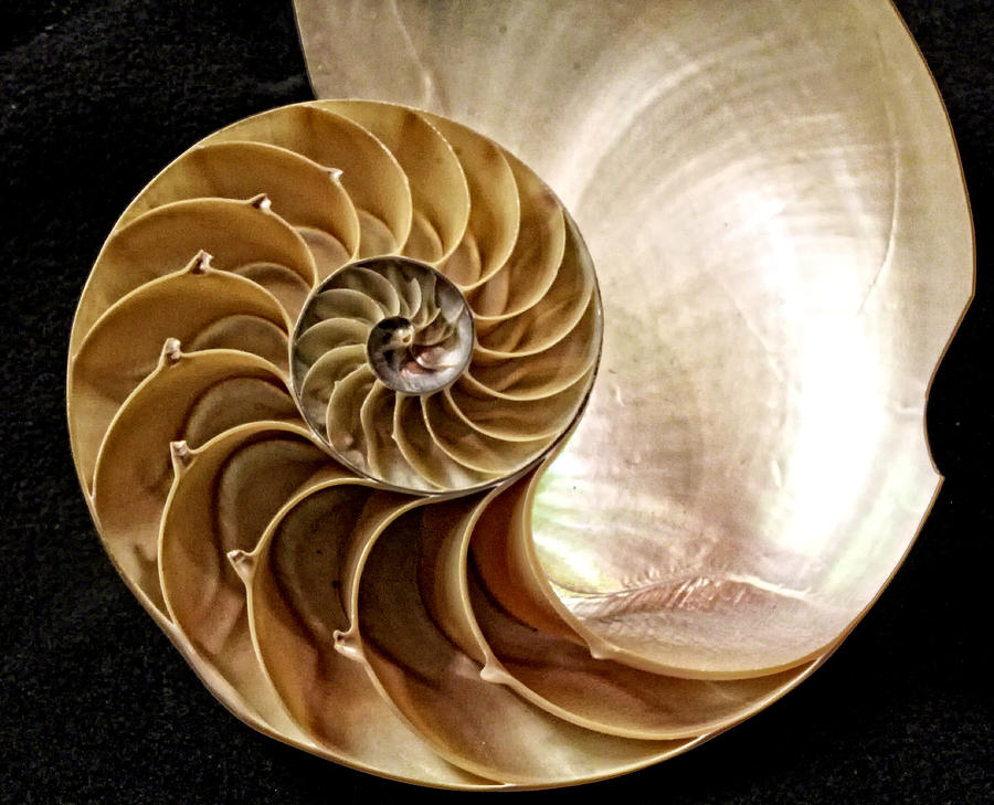 Sea Shell Photograph by Barbara Zahno