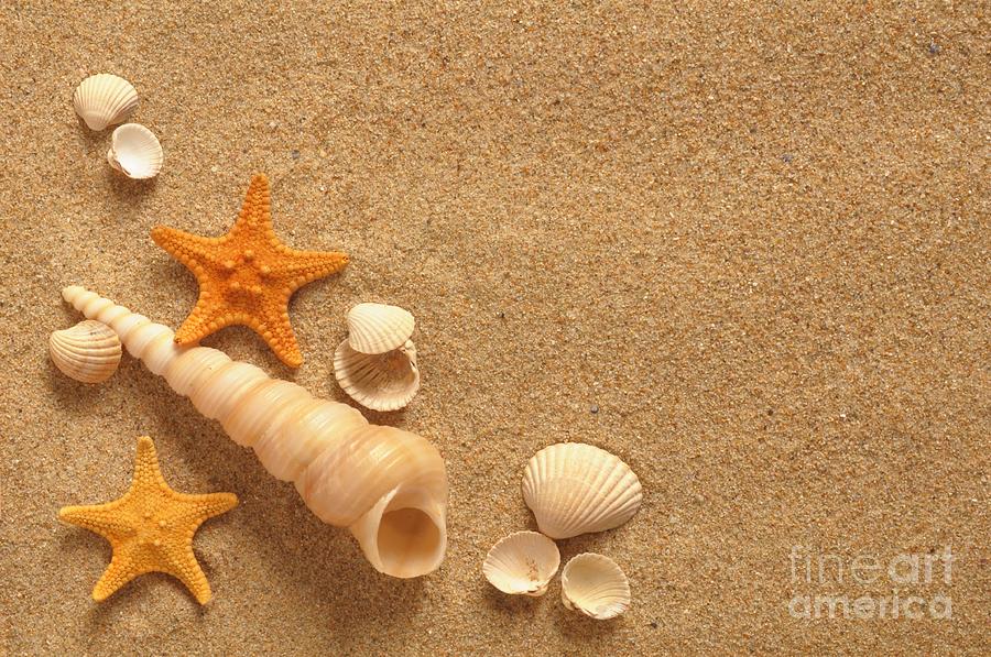 Sea Shell Photograph by Boon Mee