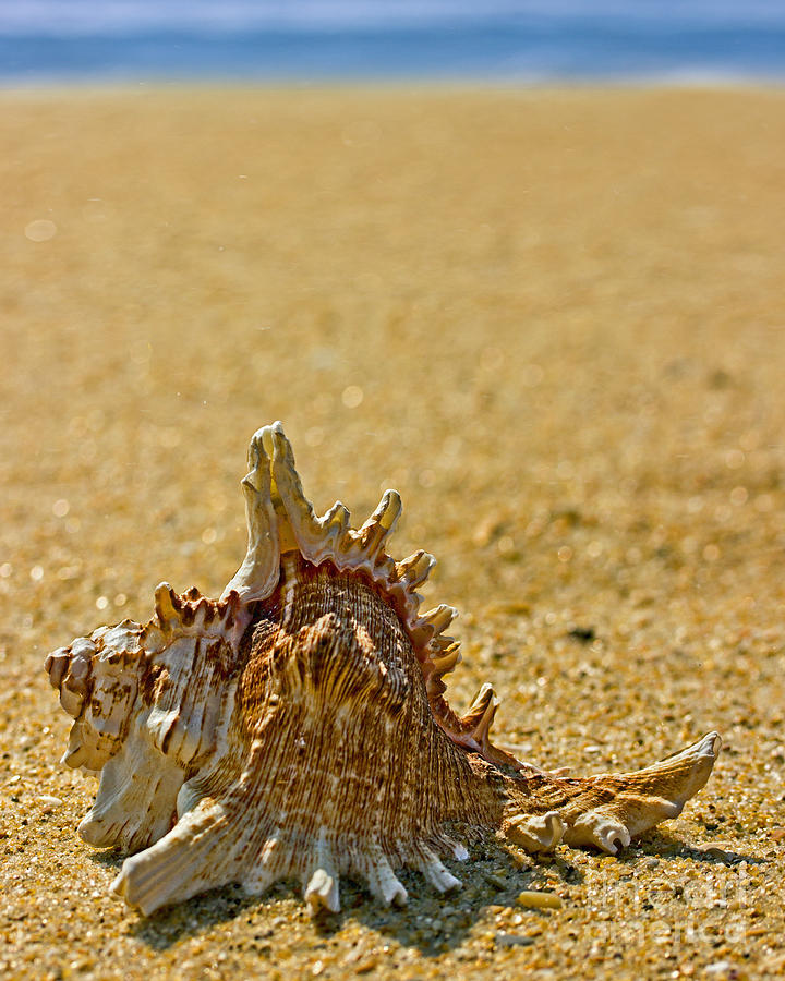 Wildlife Photograph - Sea Shell By The Sea Shore by Tom Gari Gallery-Three-Photography