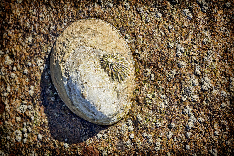 Sea Shell by the Seashore Photograph by Kelley King