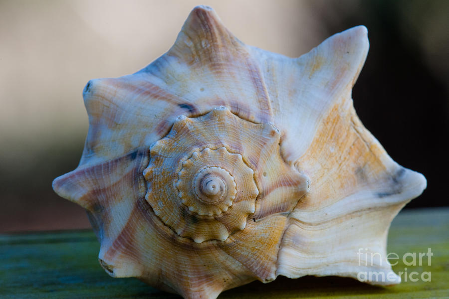Sea Shell Photograph by Dale Powell