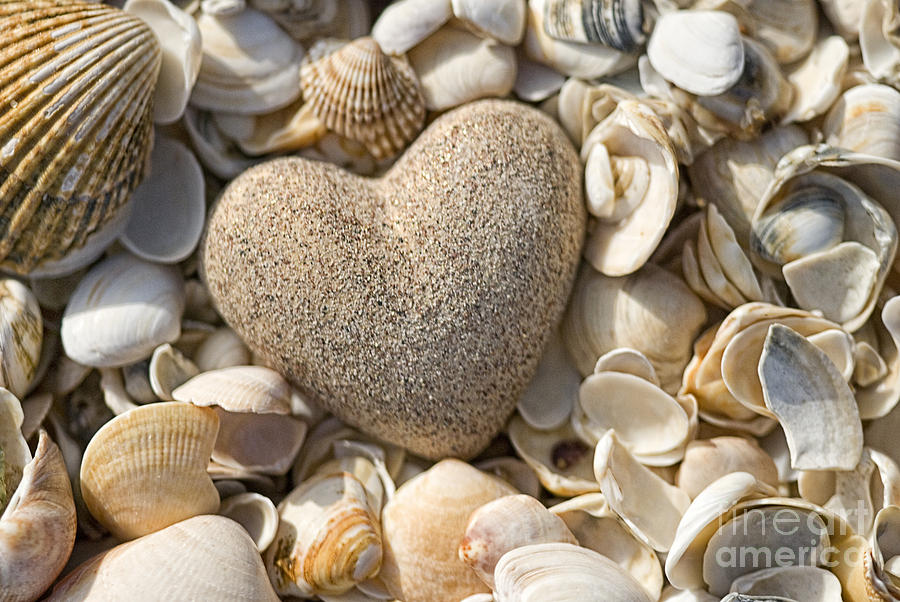 sea shell Heart Photograph by Boon Mee