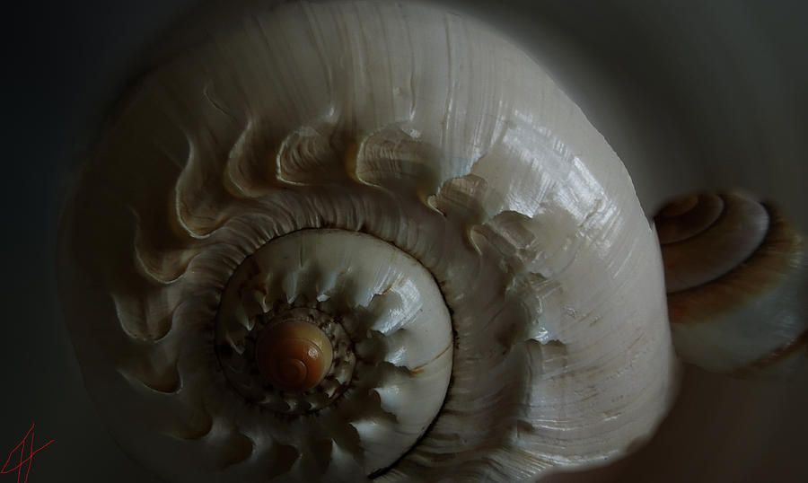 Shell Photograph - Sea Shell Joy by Colette V Hera Guggenheim