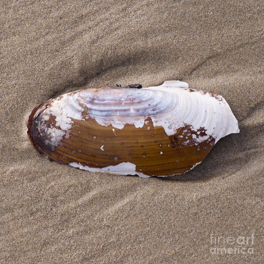 Shell Photograph - Sea Shell by M J