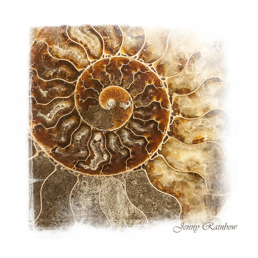 Shell Photograph - Sea Shell Nautilus. Elegant KnickKnacks from Jenny Rainbow by Jenny Rainbow